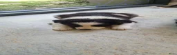 Border Collie honden te koop: Nog 1 Border Collie pup 3 kleur, heel verleidelijk - Advertentie 10