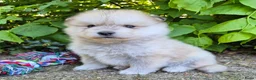 Kruising honden te koop: Pomsky x shiba inu (1/4) pups - Advertentie 26