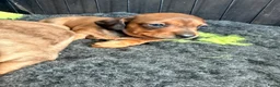 Dwergteckel honden te koop: Dwergteckel pups - Advertentie 24