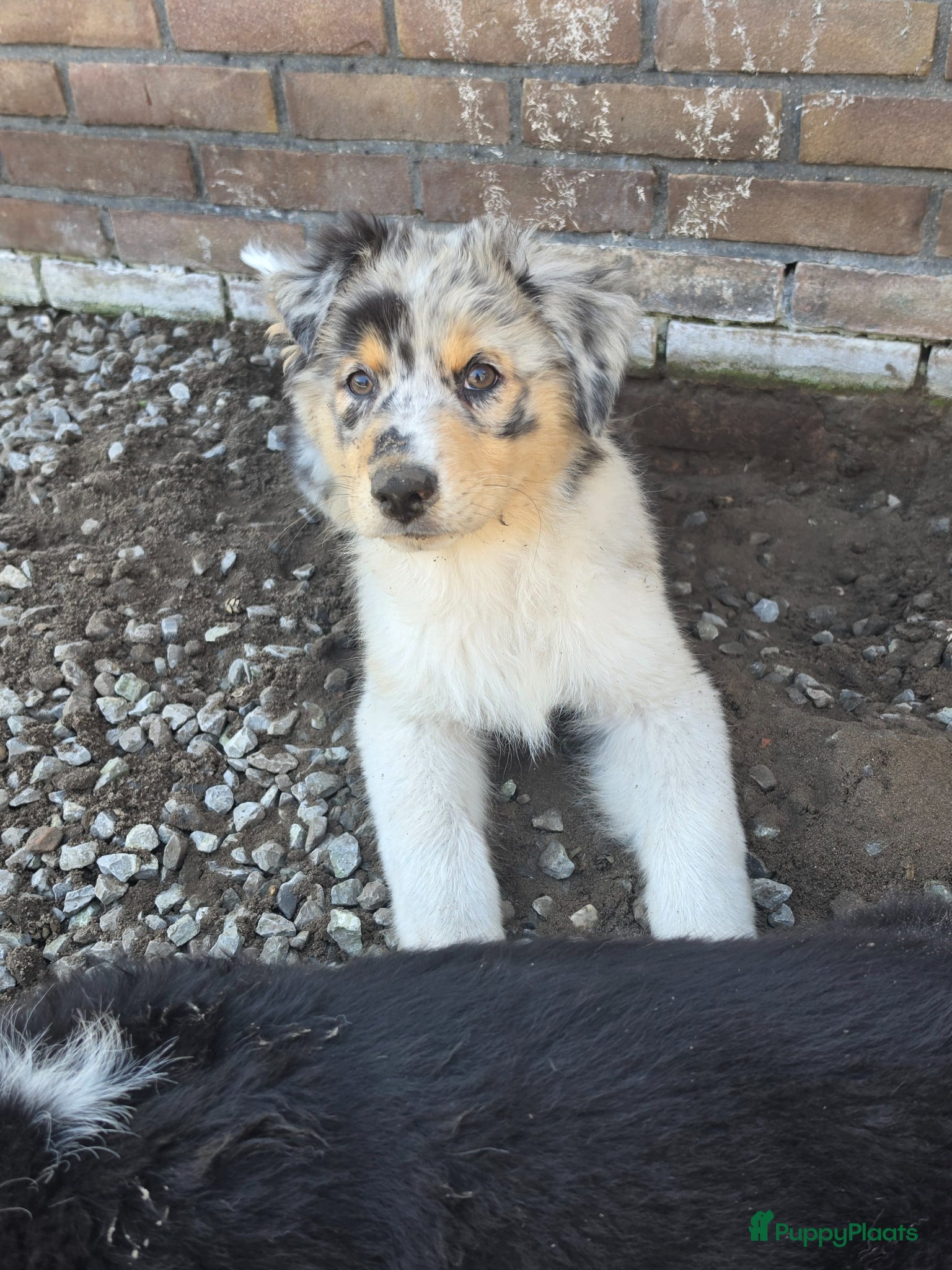Australian Shepherd honden 3 prachtige stamboom Aussie reutjes  - Advertentie 2