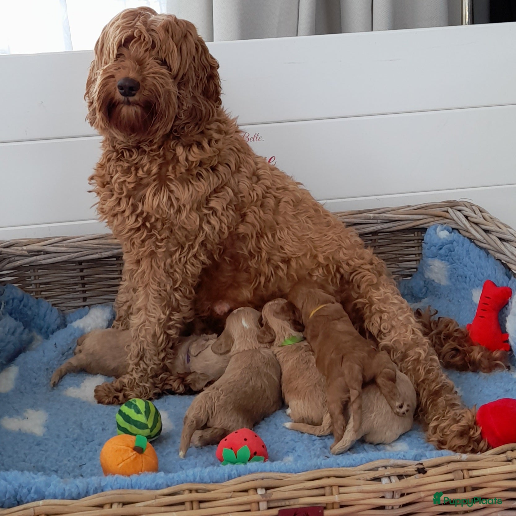 Australian Labradoodle honden Australian Labradoodle pups officiële  stamboom  - Advertentie 1