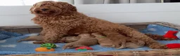 Australian Labradoodle honden te koop: Australian Labradoodle pups WALA stamboom  - Advertentie 4