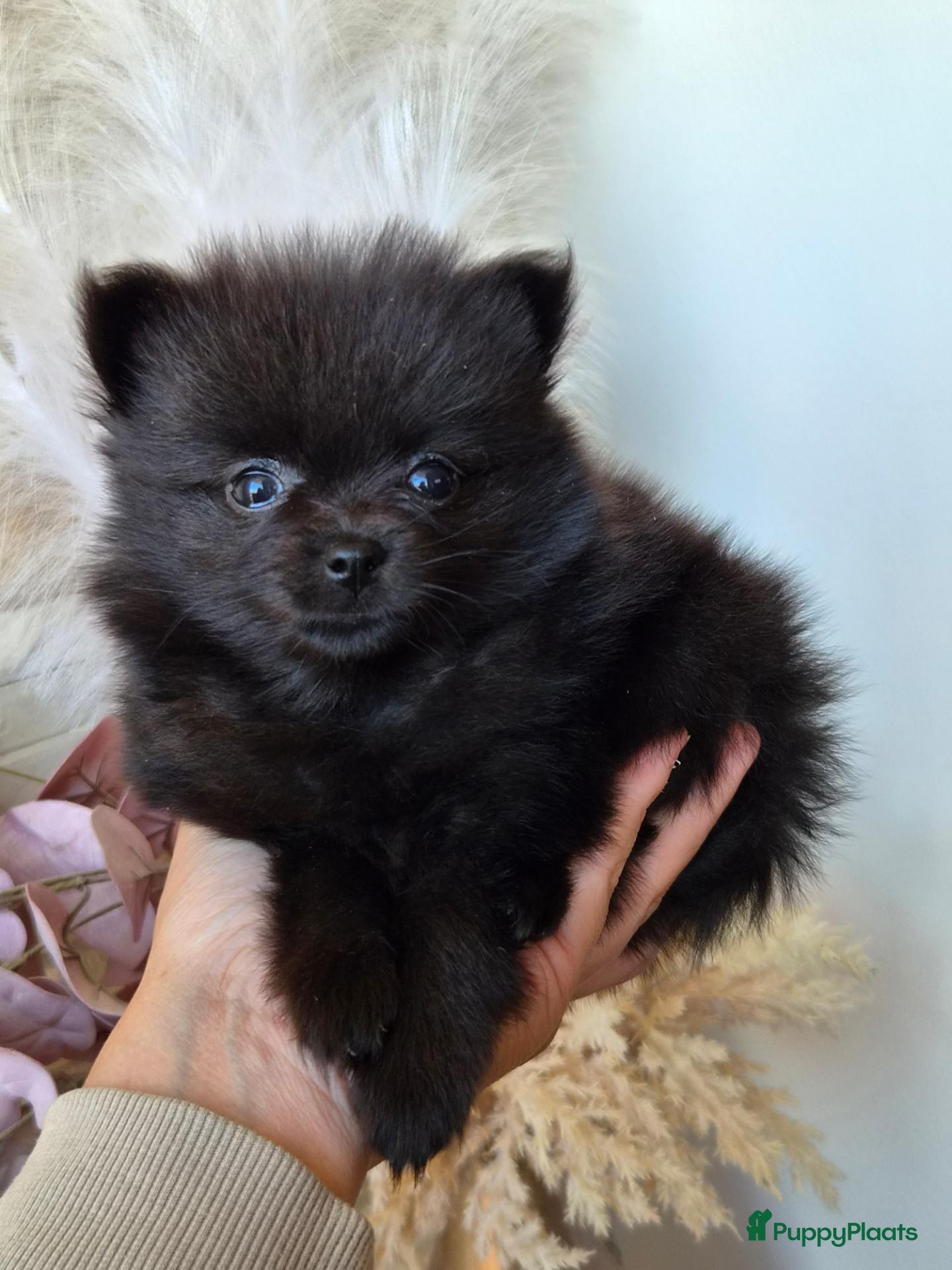 Pomeriaan honden Knap pomeranian teefje  - Advertentie 1