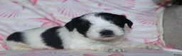 Tibetaanse Terriër honden te koop: Tibetaanse terrier pups met stamboom  - Advertentie 16