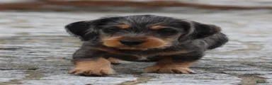 Ruwhaar Teckel 1