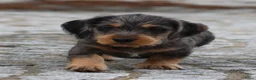 Ruwhaar Teckel honden te koop: Teckel pups ruwhaar - Advertentie 10