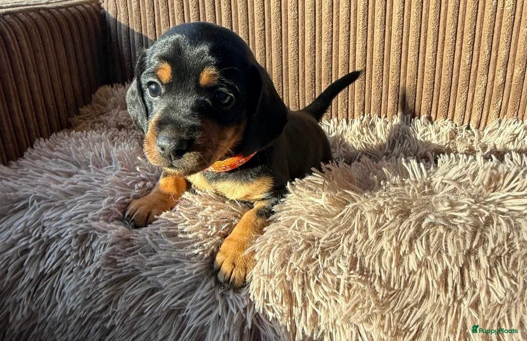 Teckel (korthaar)  honden te koop: Teckel pups - Advertentie 6