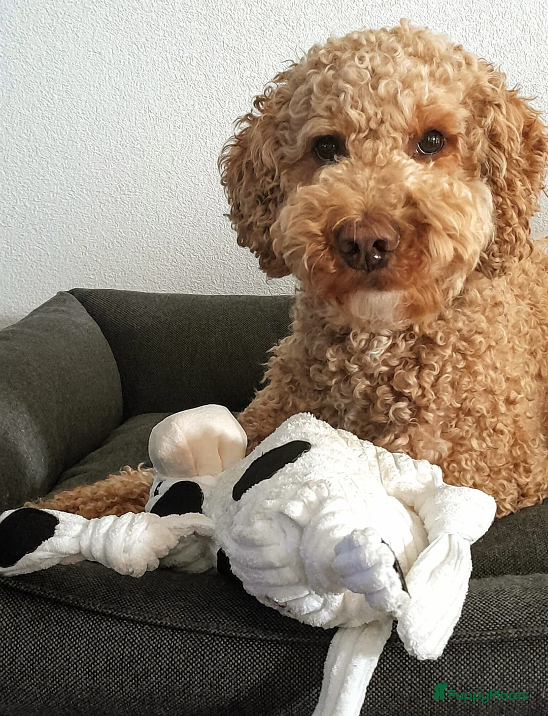 Australian Labradoodle honden te koop: Australian labradoodle (medium) - Advertentie 15