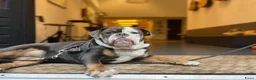 Old English Bulldog honden te koop: Prachtige Bulldog puppies - Advertentie 31