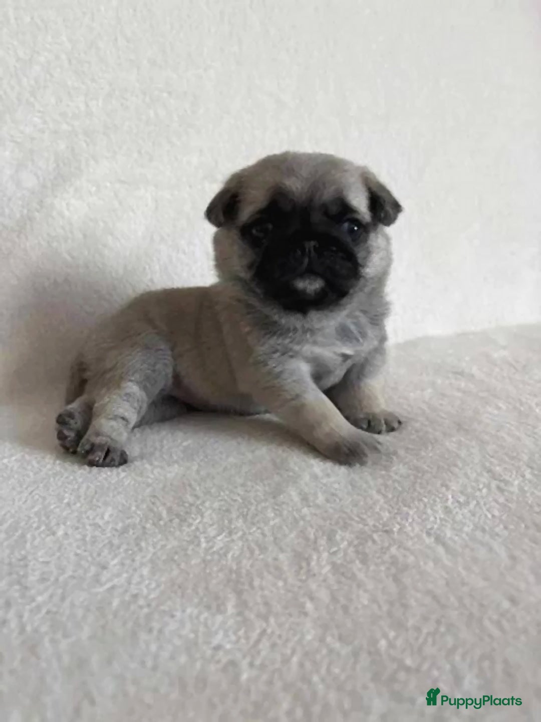 Mopshond honden te koop: Mopshond  - Advertentie 2