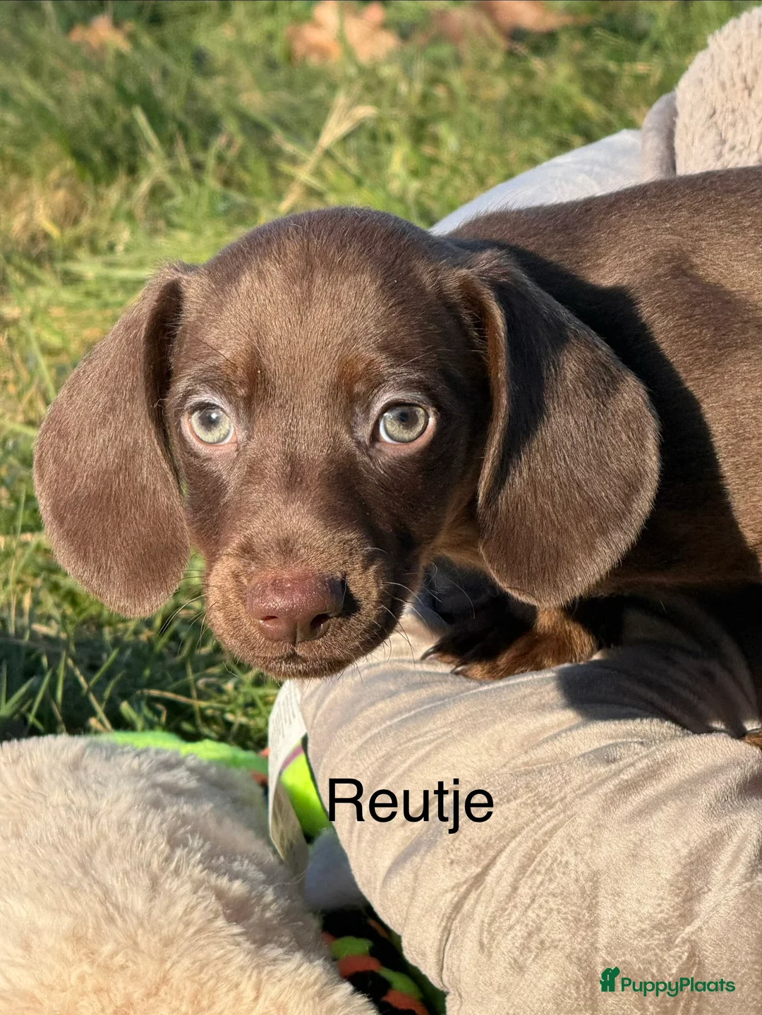 Teckel (korthaar)  honden te koop: Dwergteckel  puppies  - Advertentie 22