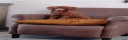 Dwergpoedel honden te koop: Lieve dwergpoedel-puppy's zoeken een warm thuis!  - Advertentie 12