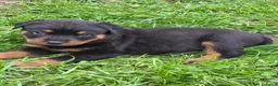 Rottweiler honden te koop: Prachtig mooie Rotweiler pups te koop! - Advertentie 12
