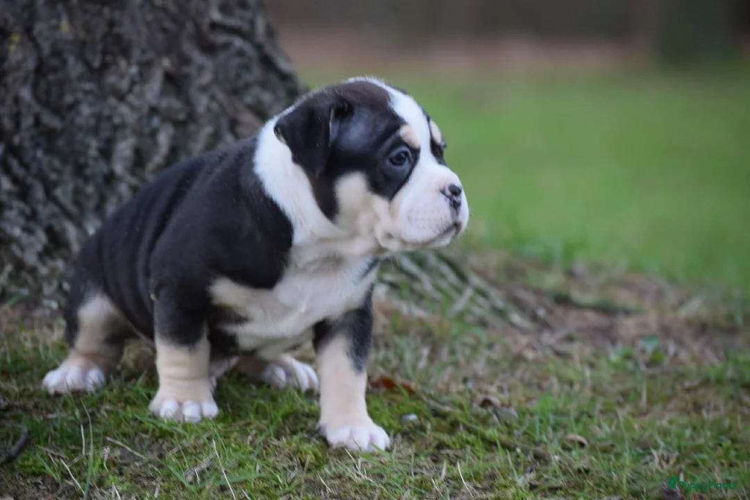 Amerikaanse Bully honden te koop: American bully pocket pups - Advertentie 14