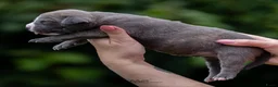 Amerikaanse Bully honden te koop: American Bully pups geboren - 24 juni  - Advertentie 9