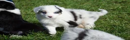 Border Collie honden te koop: Border collie puppies geboren op boerderij (BE) - Advertentie 18