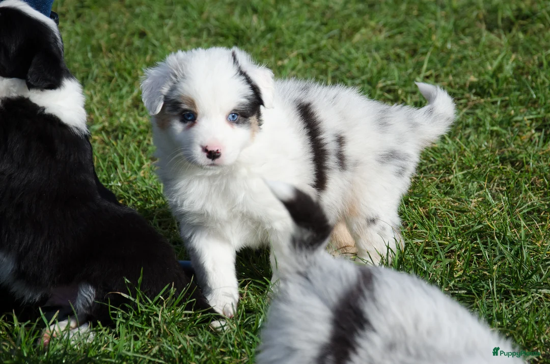 Border Collie honden te koop: Border collie puppies geboren op boerderij (BE) - Advertentie 18