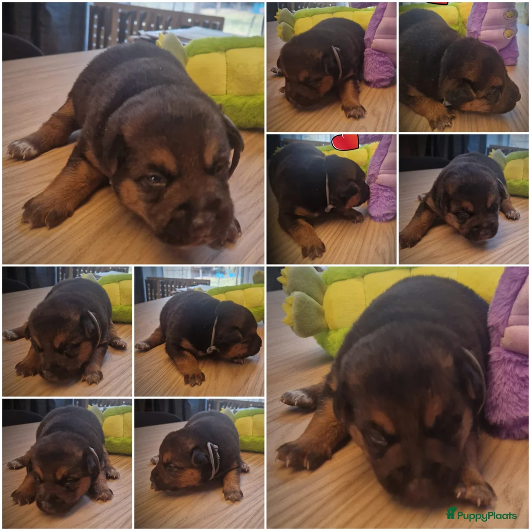 Kruising honden te koop: Hollandse Herder x Mechelaar - Cattle Dog Pup - Advertentie 6