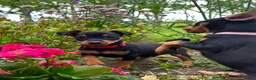 Dwergpinscher honden te koop: Prachtige Dwerg Pincher pups aangeboden  - Advertentie 12