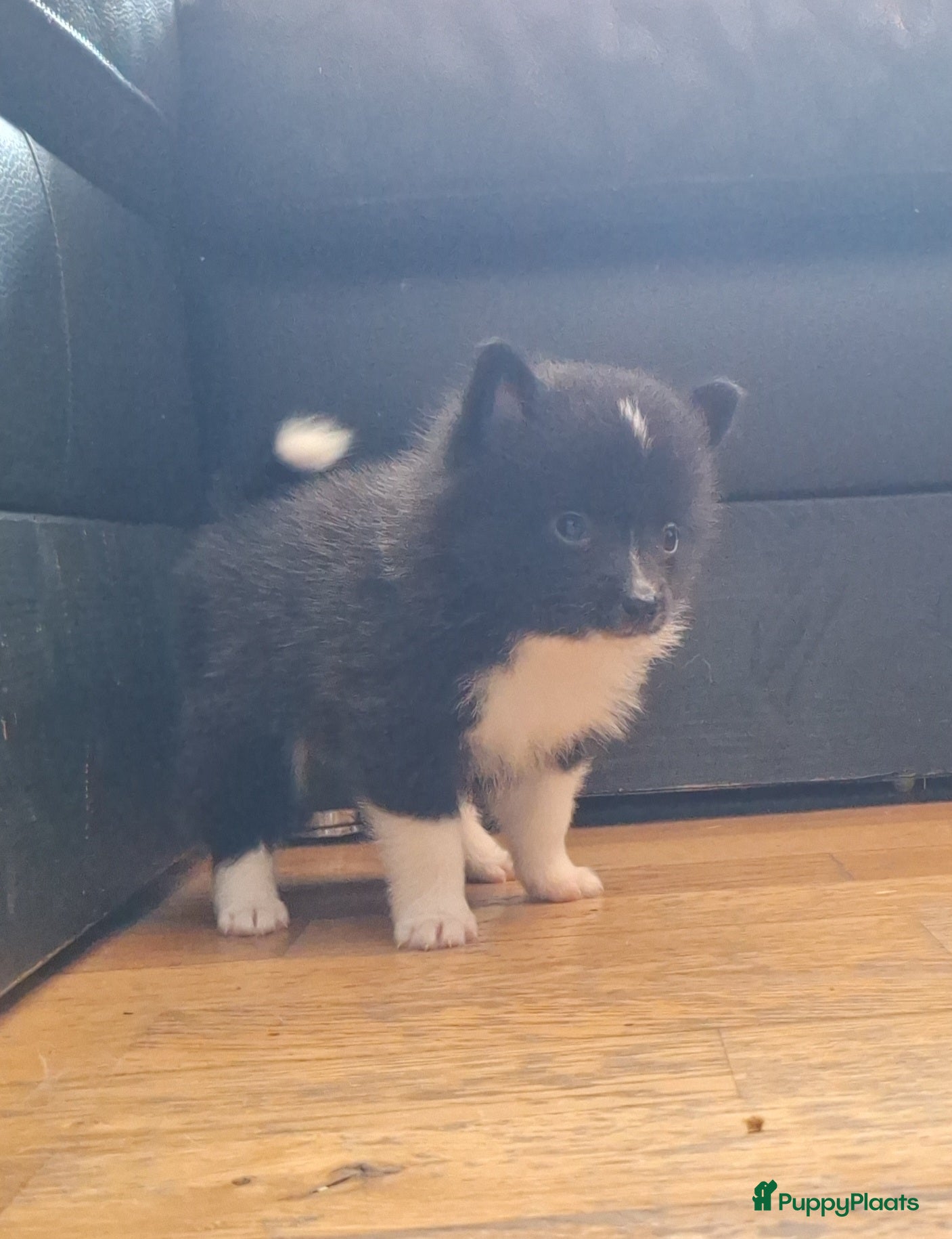 Pomsky honden te koop: Futs 💙 F1b pomsky reu - Advertentie 1