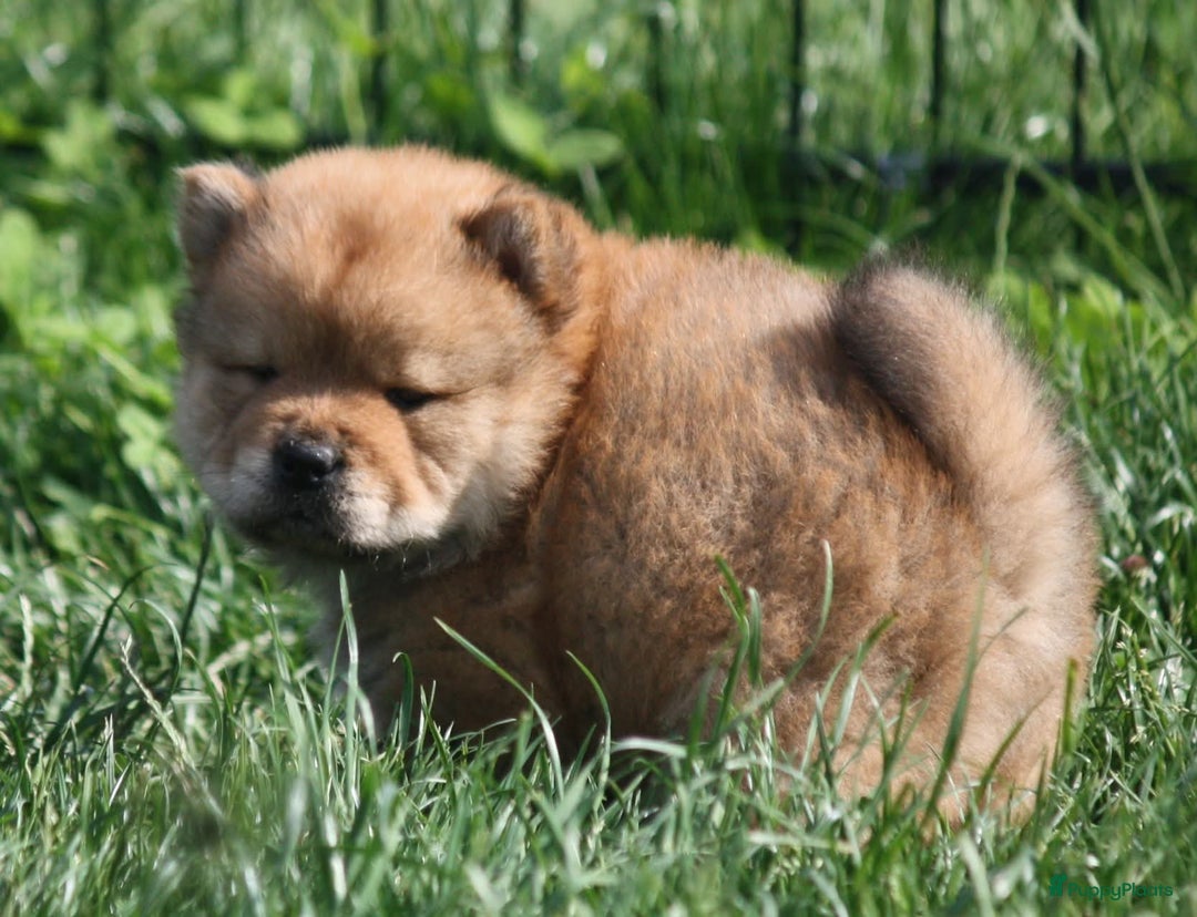 Chow Chow honden te koop: Chow Chow pups - Afbeelding 5