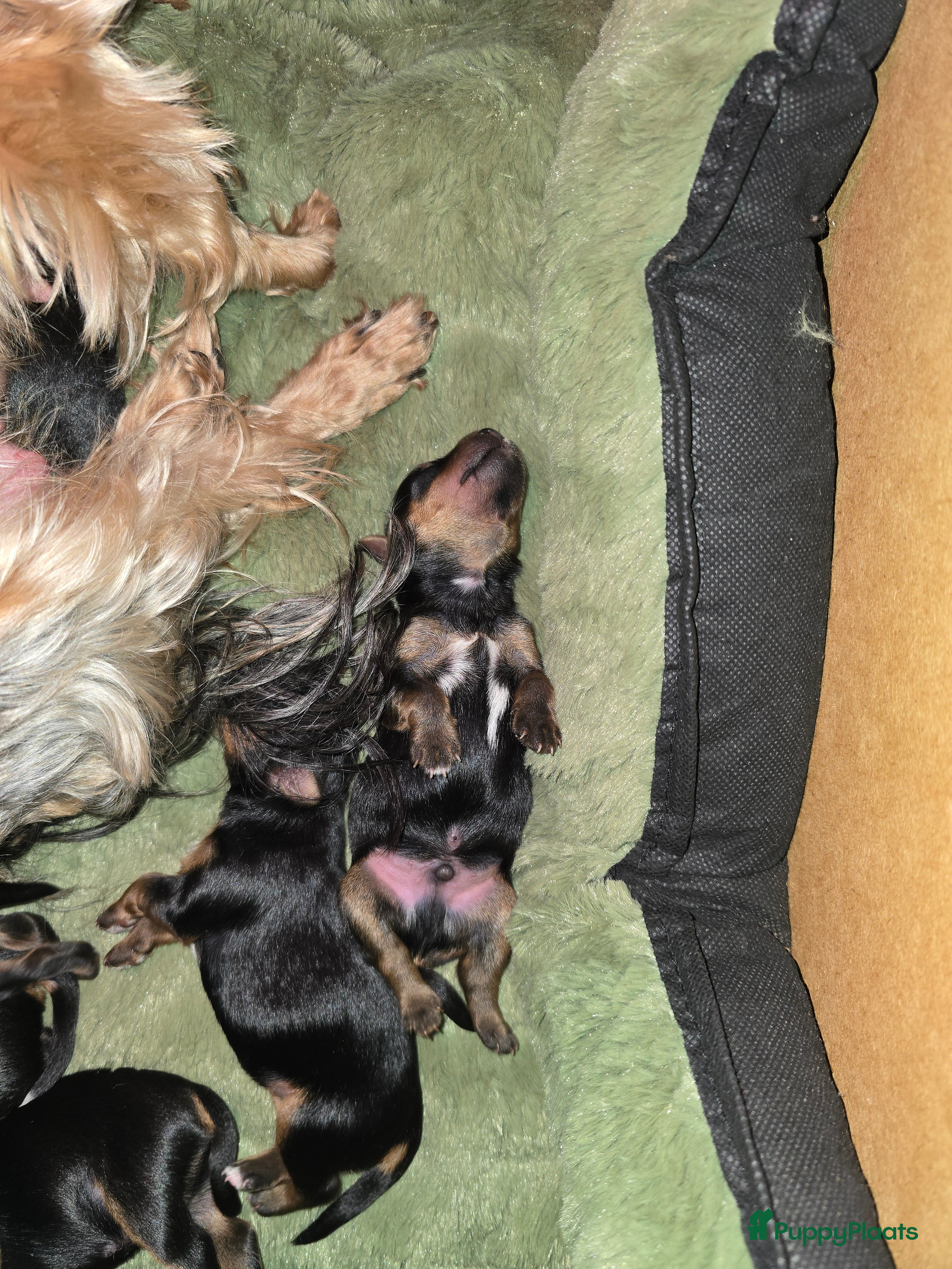 Yorkshire Terriër honden Yorkshire terrier pupps - Advertentie 2