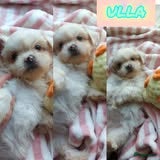 Kruising honden Boomer pups bijna 8 weken oud - Advertentie 1