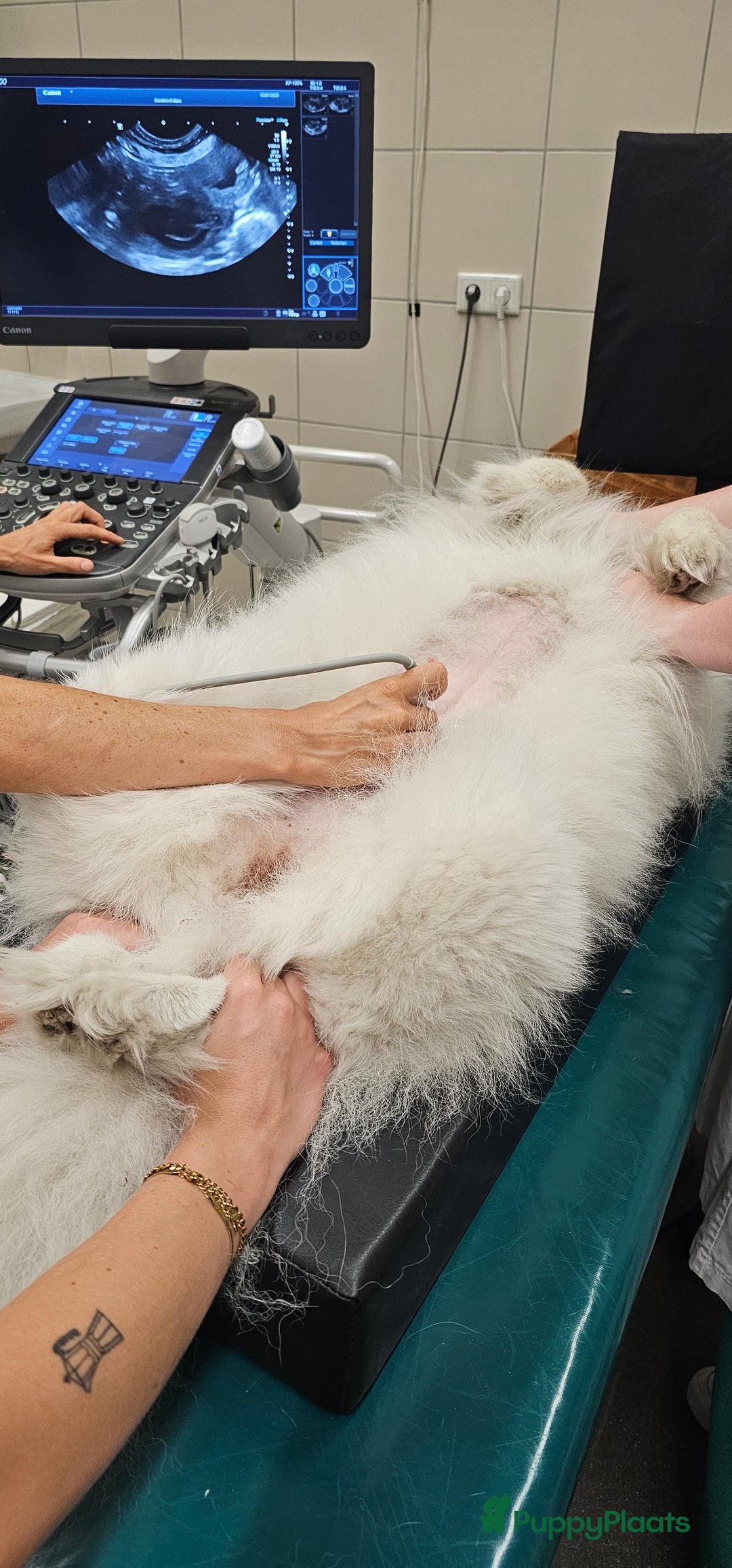 Samojeed honden te koop: Nestaankondiging Samojeedpups begin Augustus - Afbeelding 15