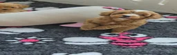 Maltipoo honden te koop: Mooie Maltipoo Pups puppies ( toy poedel ) - Advertentie 33