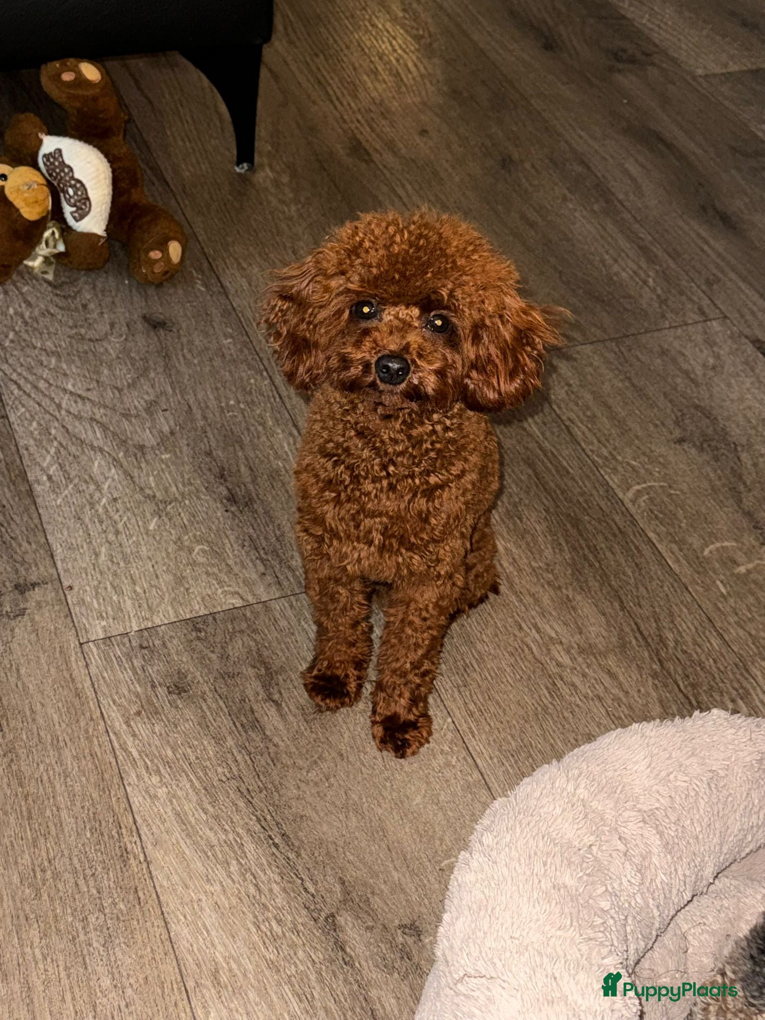 Labradoodle honden Rode Mini Labradoodles - Advertentie 2