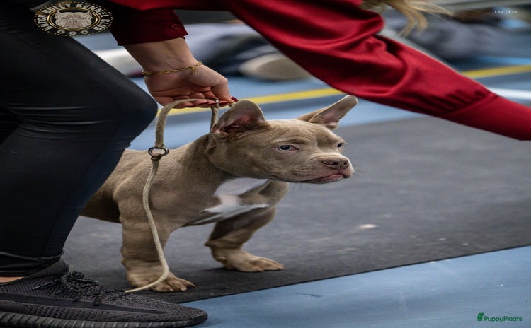 Amerikaanse Bully honden - Advertentie 2