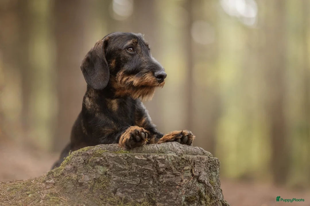Ruwhaar Teckel honden te koop: Ruwhaar standaard teckel - Advertentie 2