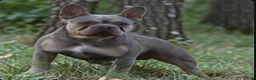 Franse Bulldog honden ter dekking: Franse bulldog dekreu - Advertentie 3