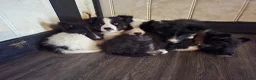 Kruising honden te koop: Prachtige dutch Laika's  - Advertentie 13
