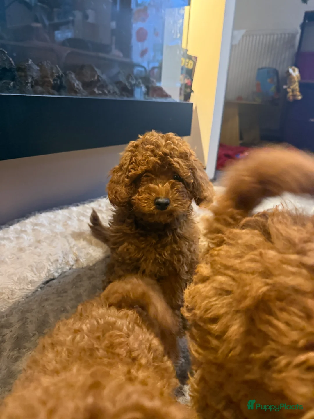 Poedel honden te koop: Rode middenslag poedel pups in Roosteren - Advertentie 2