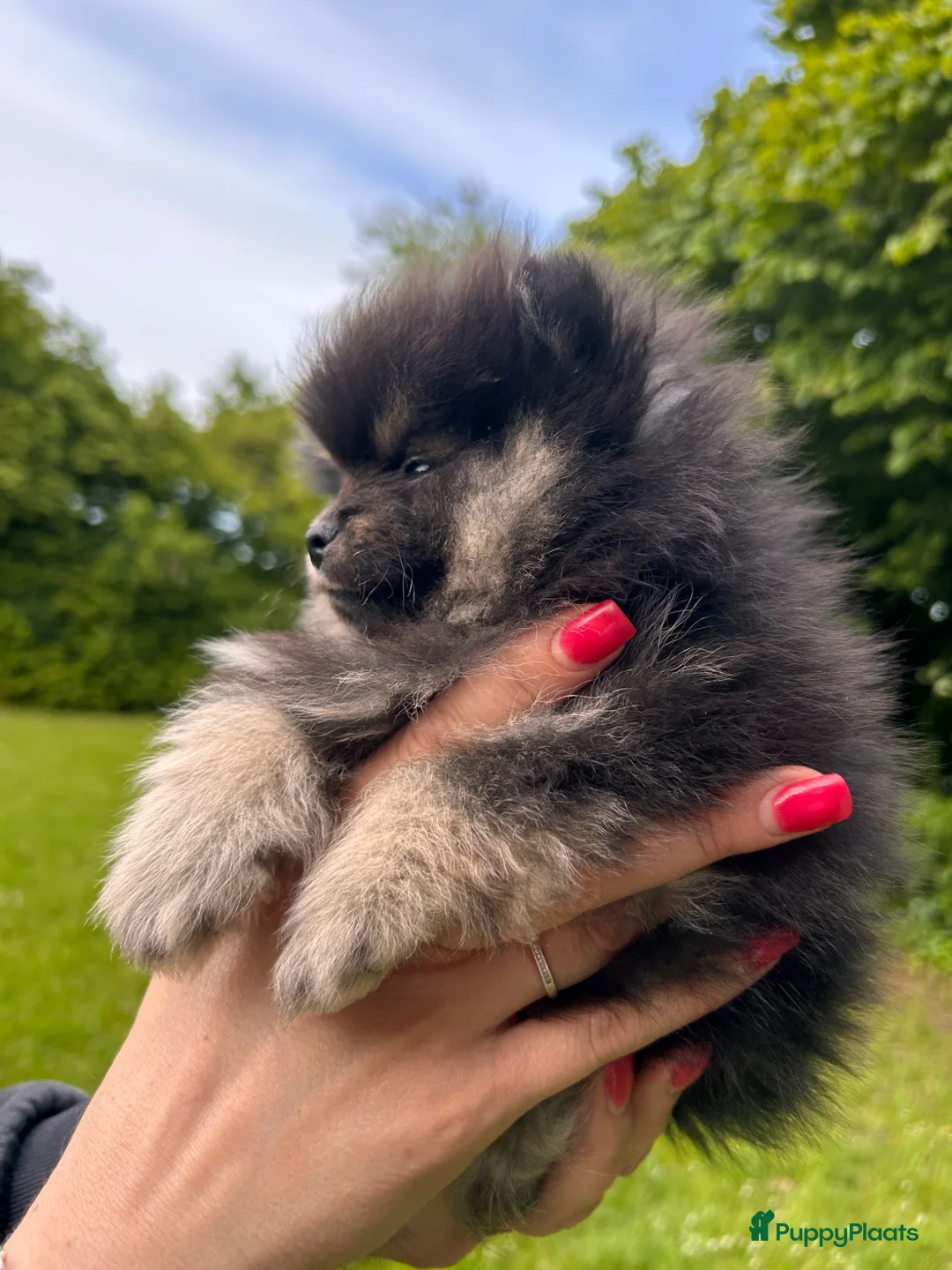 Pomeriaan honden te koop: 🌺Pomeranian🌺 - Advertentie 2