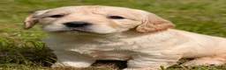 Kruising honden te koop:  Goldencocker pups goldenretriever x engelsecocker - Advertentie 12