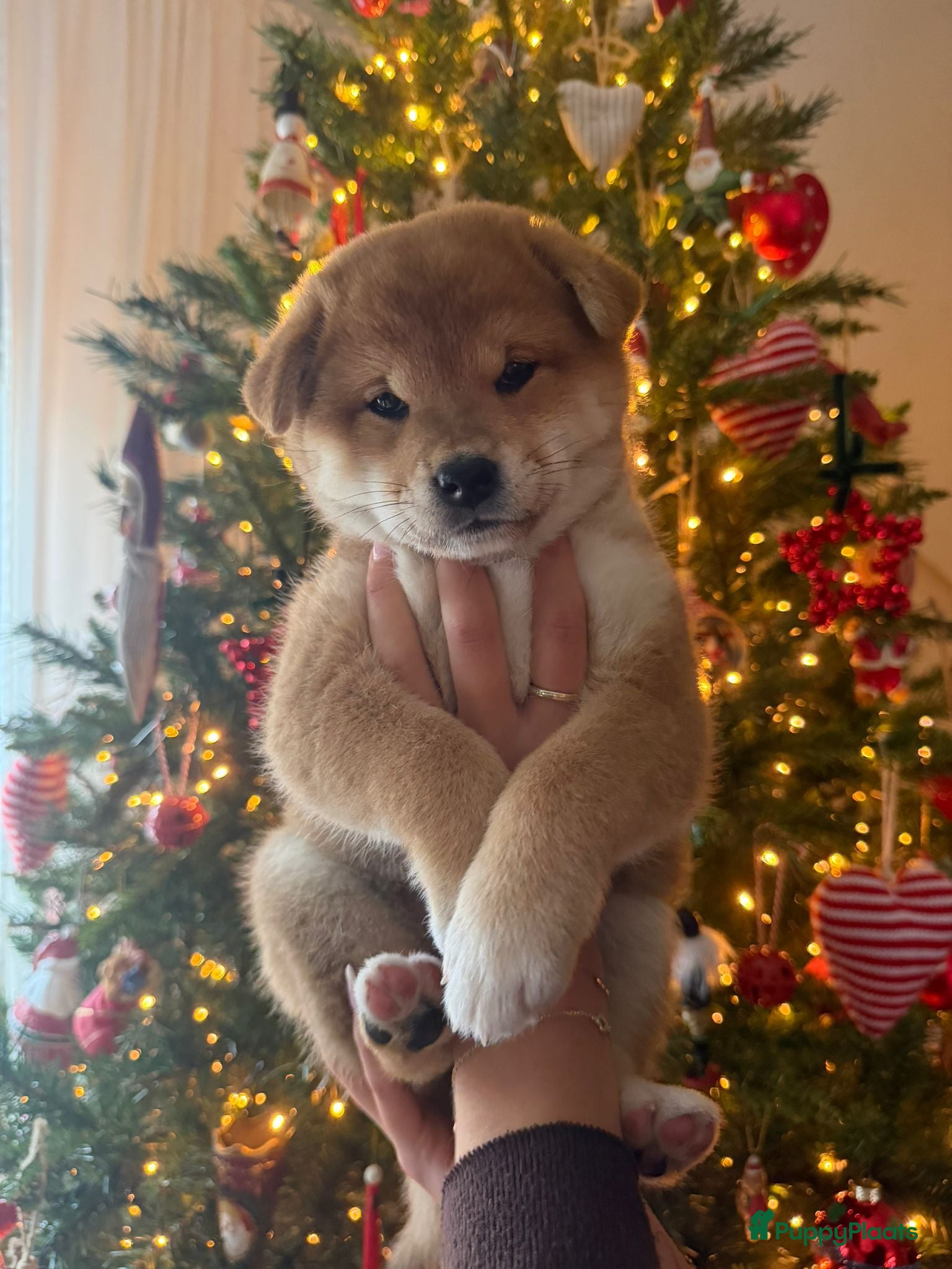 Shiba honden Shiba inu pups met stamboom van geteste ouders - Advertentie 1