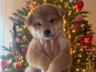 Shiba honden Shiba inu pups met stamboom van geteste ouders - Advertentie 10