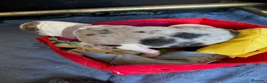 Border Collie Puppy 4 (met het witte bandje)