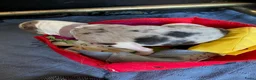 Border Collie honden te koop: gouden mandje gezocht voor onze puppy's - Advertentie 14