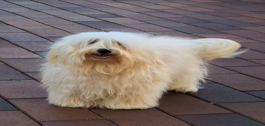 Galerij afbeelding {{count}}