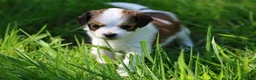 Kooikerhondje honden te koop: kooiker pups in Paterswolde - Advertentie 7