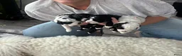Labradoodle honden te koop: Labradoodle pups - Advertentie 2