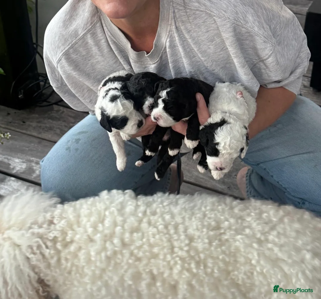 Labradoodle honden te koop: Labradoodle pups - Advertentie 2