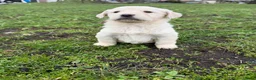 Kruising honden te koop: Mooie goldendoodle pups! - Advertentie 7