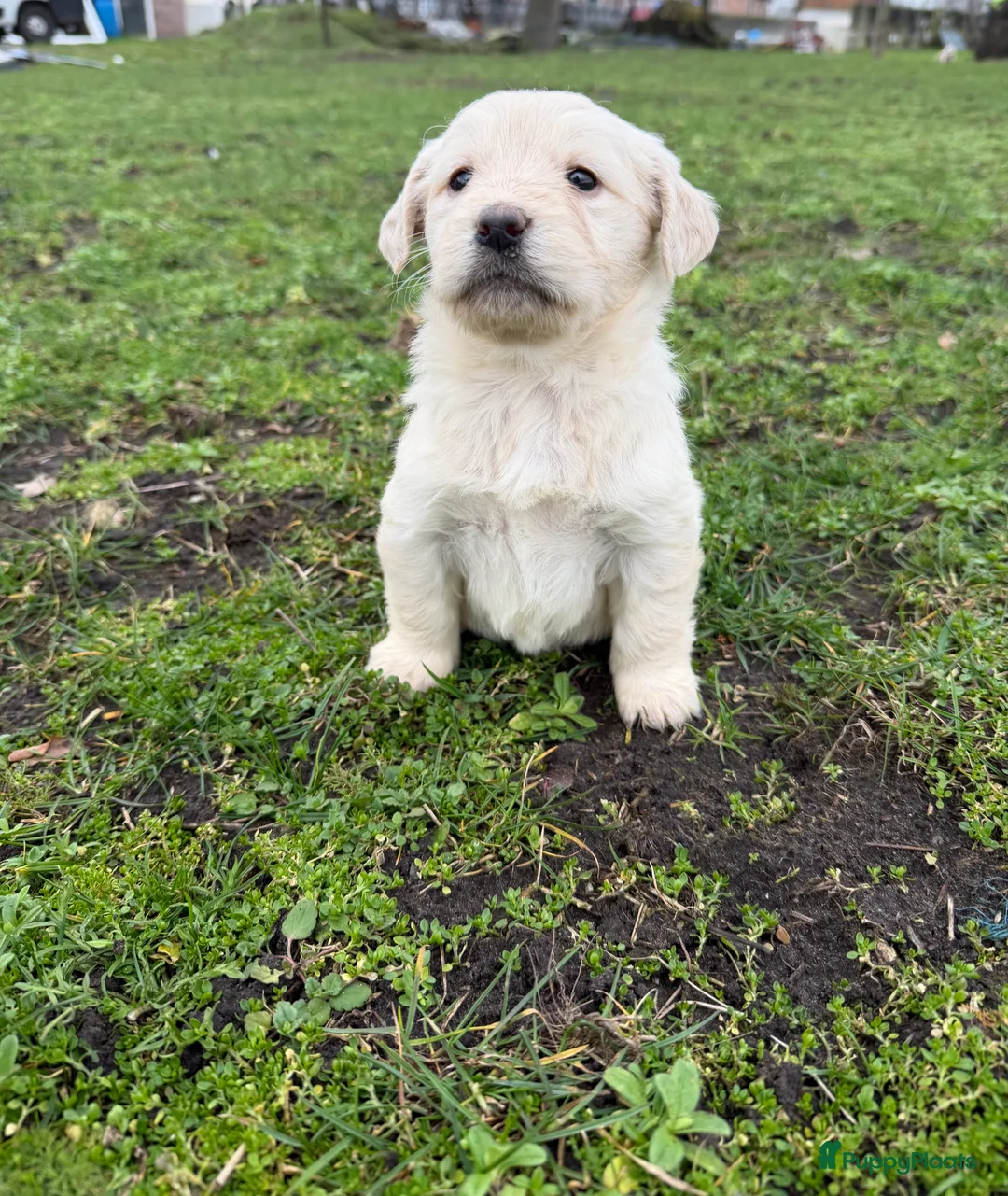 Kruising honden te koop: Mooie goldendoodle pups! - Advertentie 7