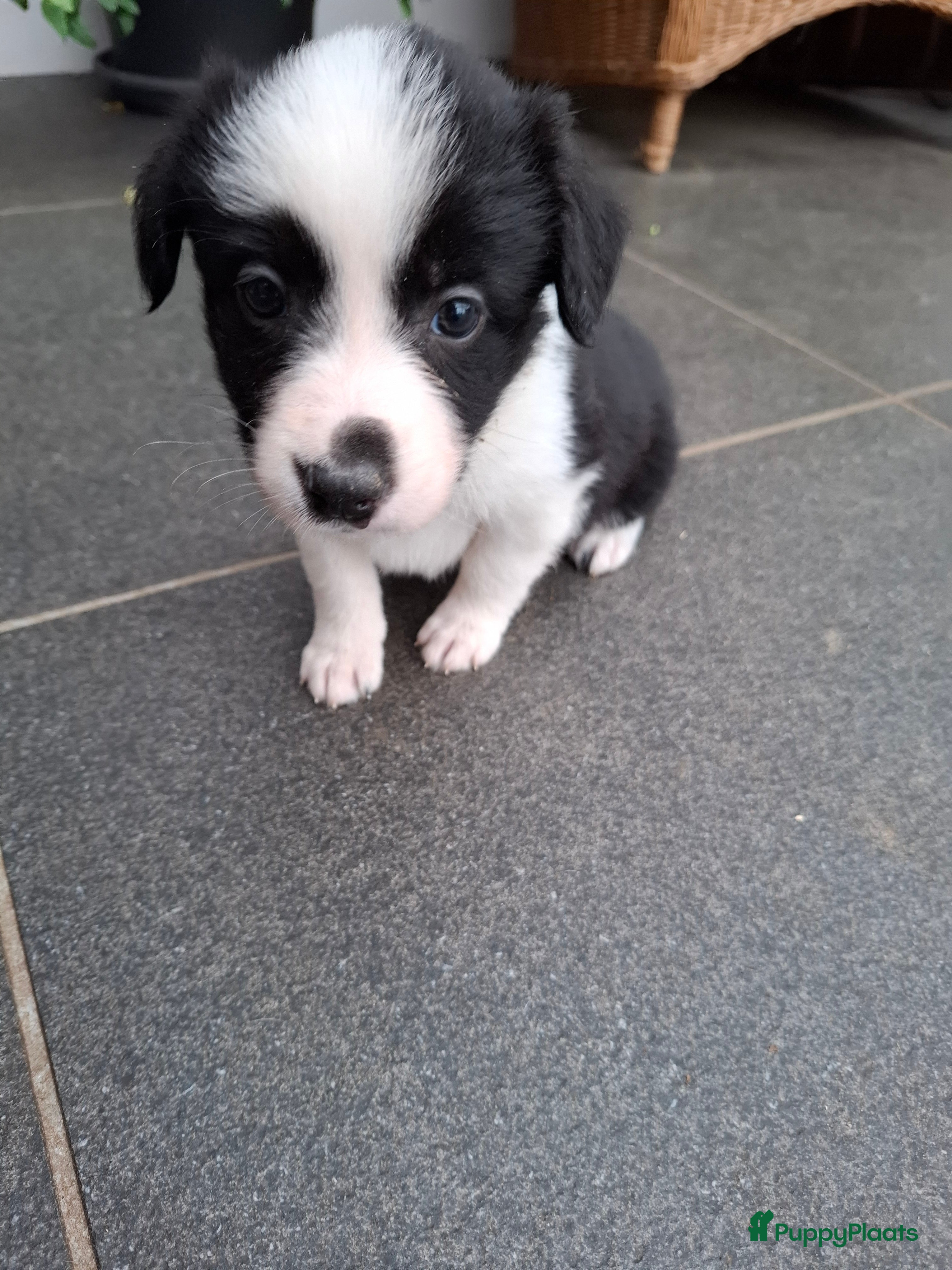 Border Collie honden bordercollie pups te koop - Advertentie 1