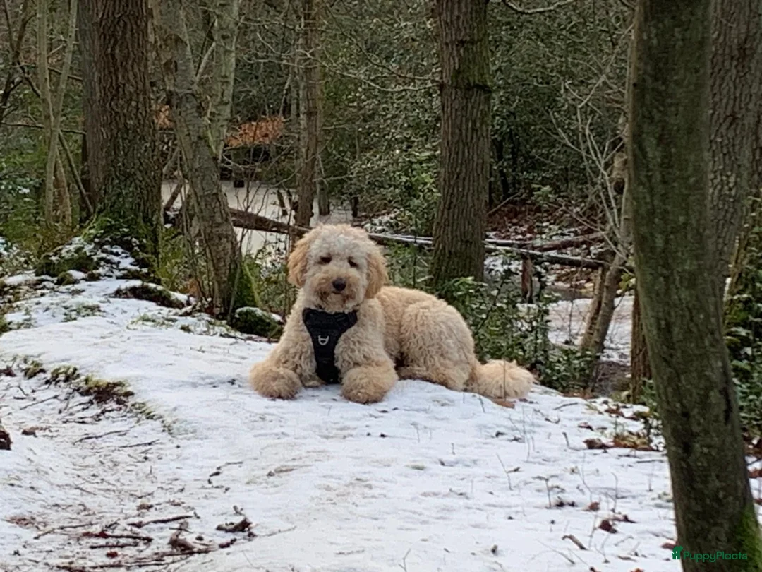 Goldendoodle honden te koop: Goldendoodle Pups verwacht 09/06 - Advertentie 15