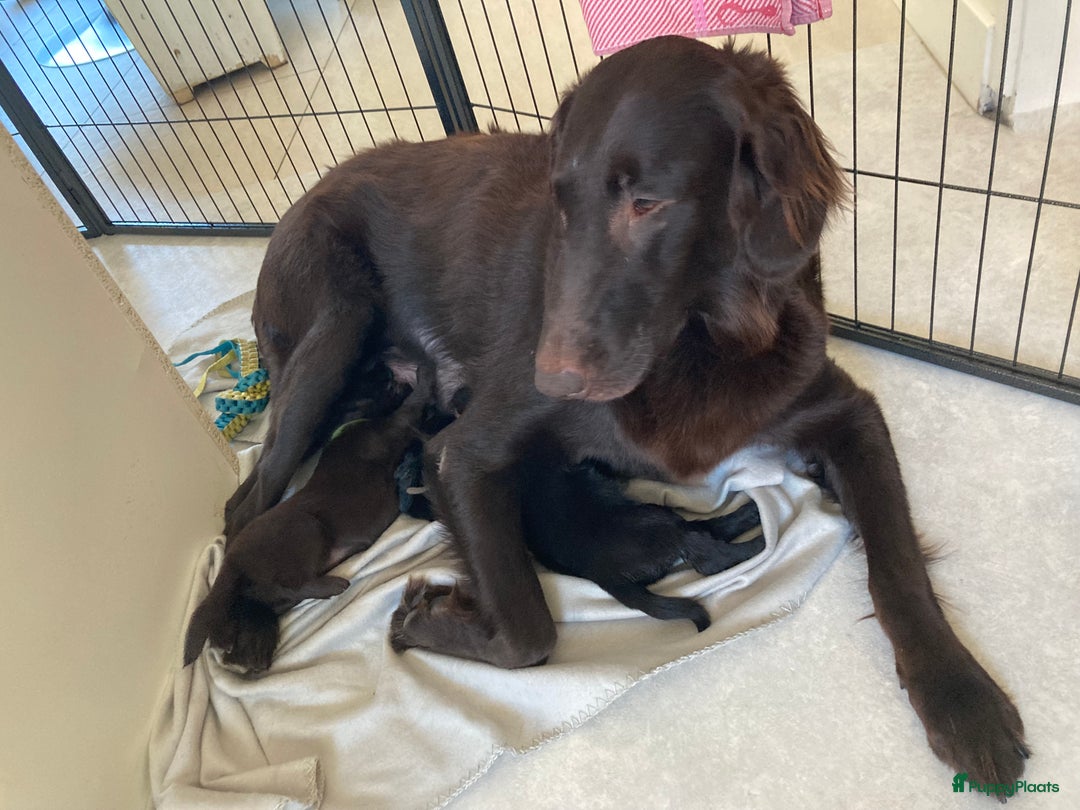 Flatcoated Retriever honden te koop: Flat-beauty  in Culemborg - Afbeelding 2
